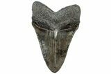 Serrated, Fossil Megalodon Tooth - South Carolina #310050-1